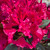 Rhododendron catawbiense Anah Kruschke 264192